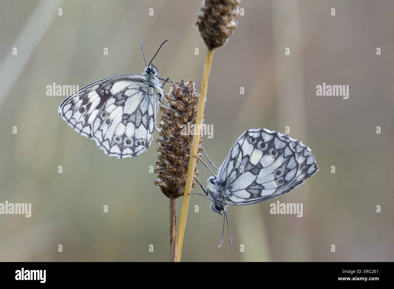 In marmo bianco di farfalle Foto Stock