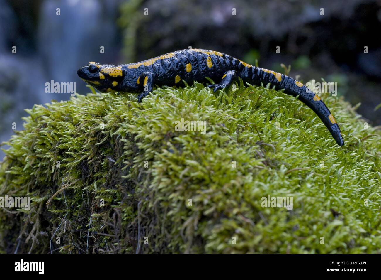 Salamandra pezzata Foto Stock