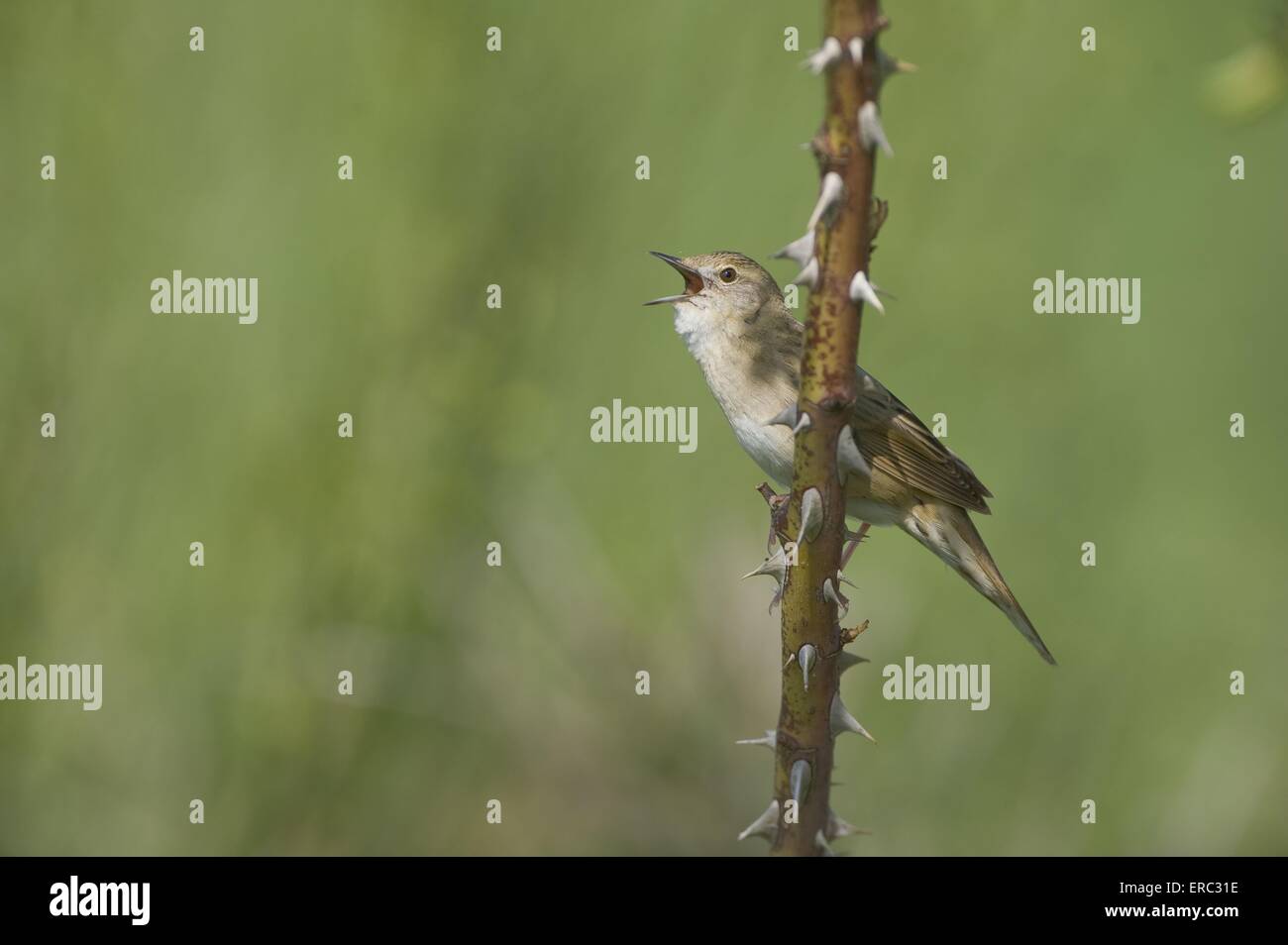 Grasshopper comune Foto Stock