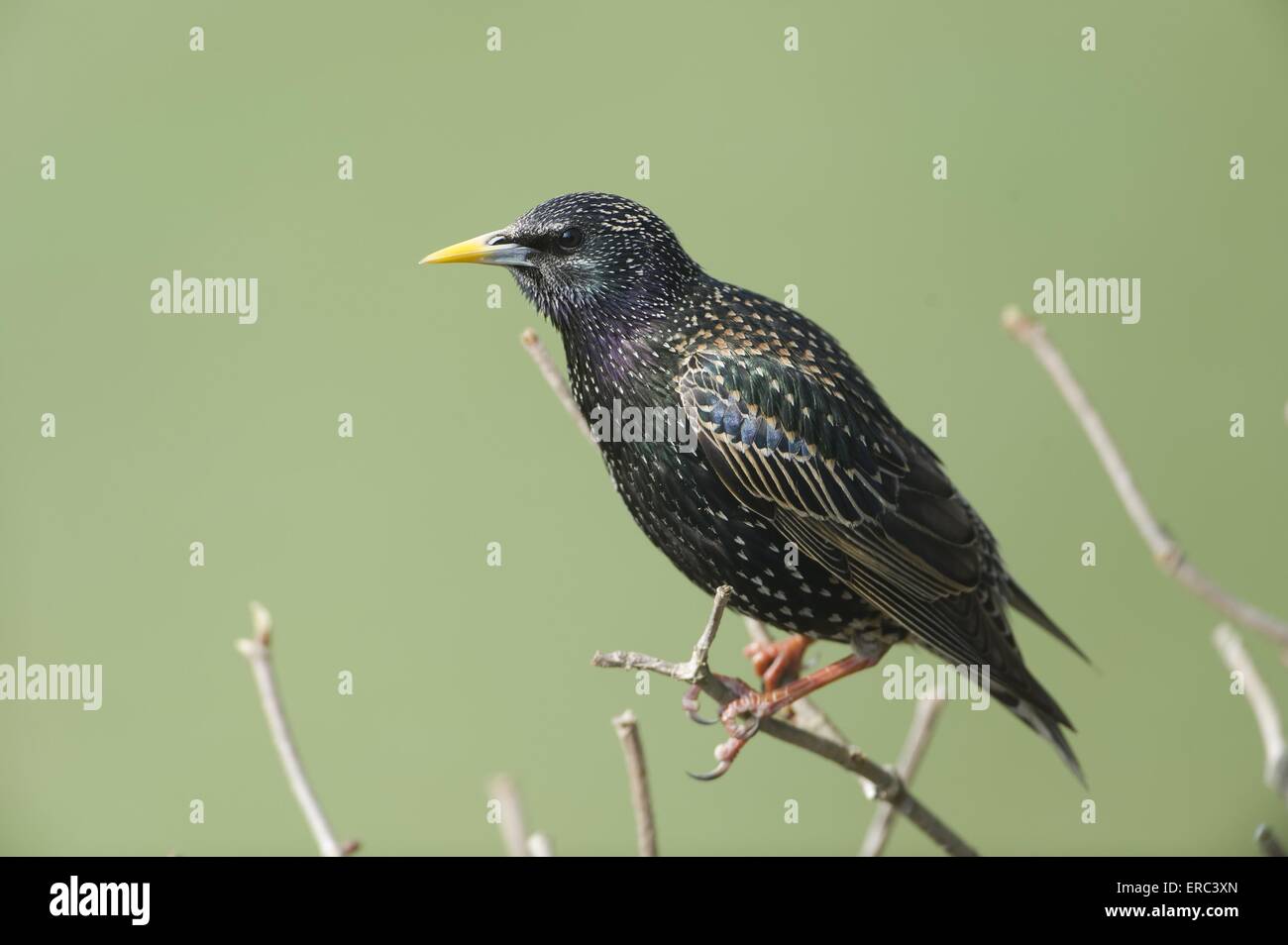 Starling europea Foto Stock
