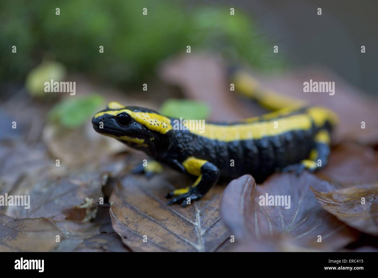 Salamandra pezzata Foto Stock