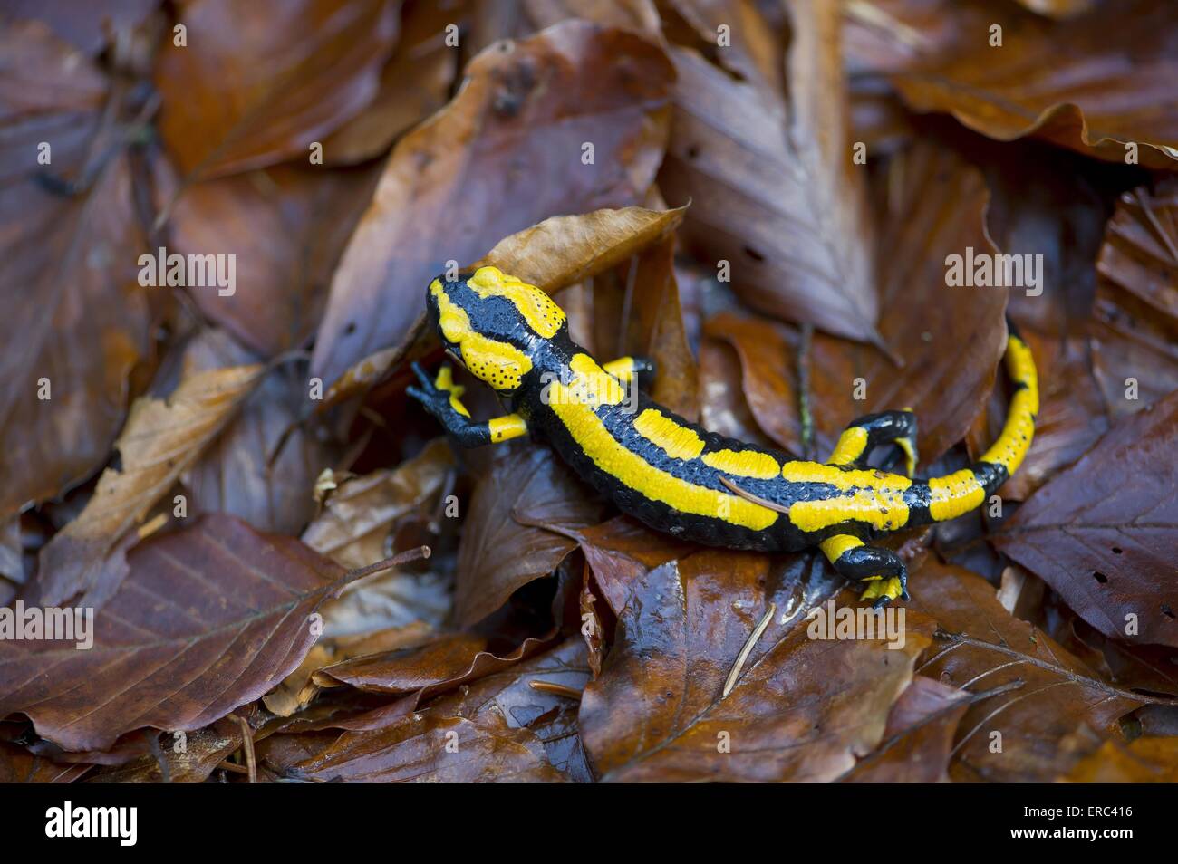 Salamandra pezzata Foto Stock