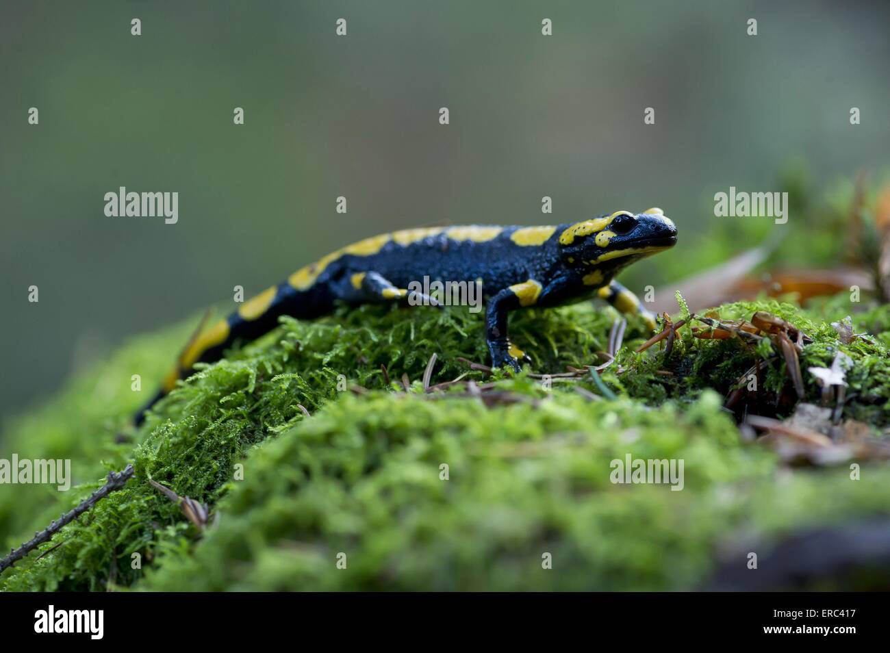 Salamandra pezzata Foto Stock