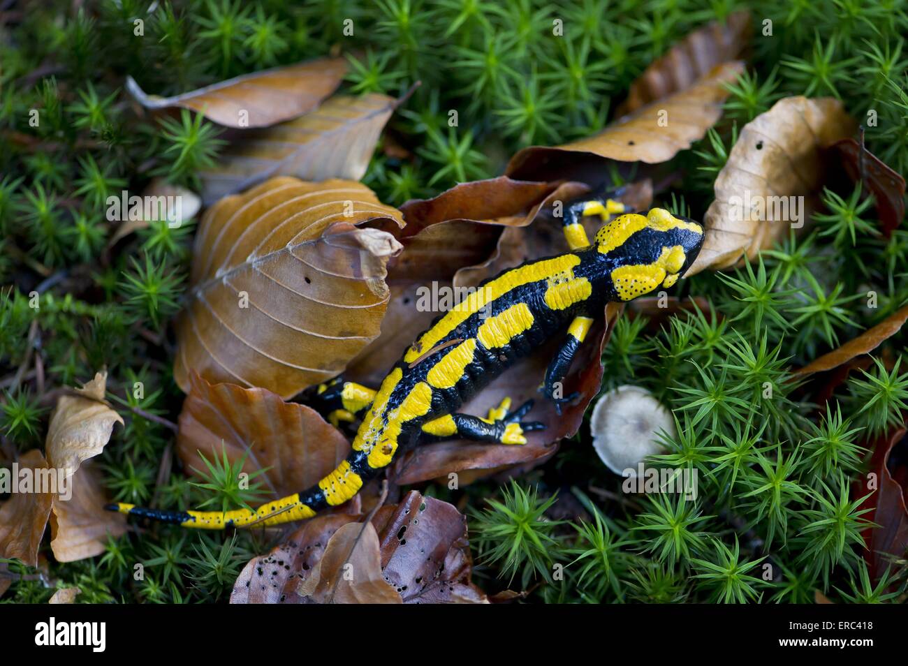 Salamandra pezzata Foto Stock