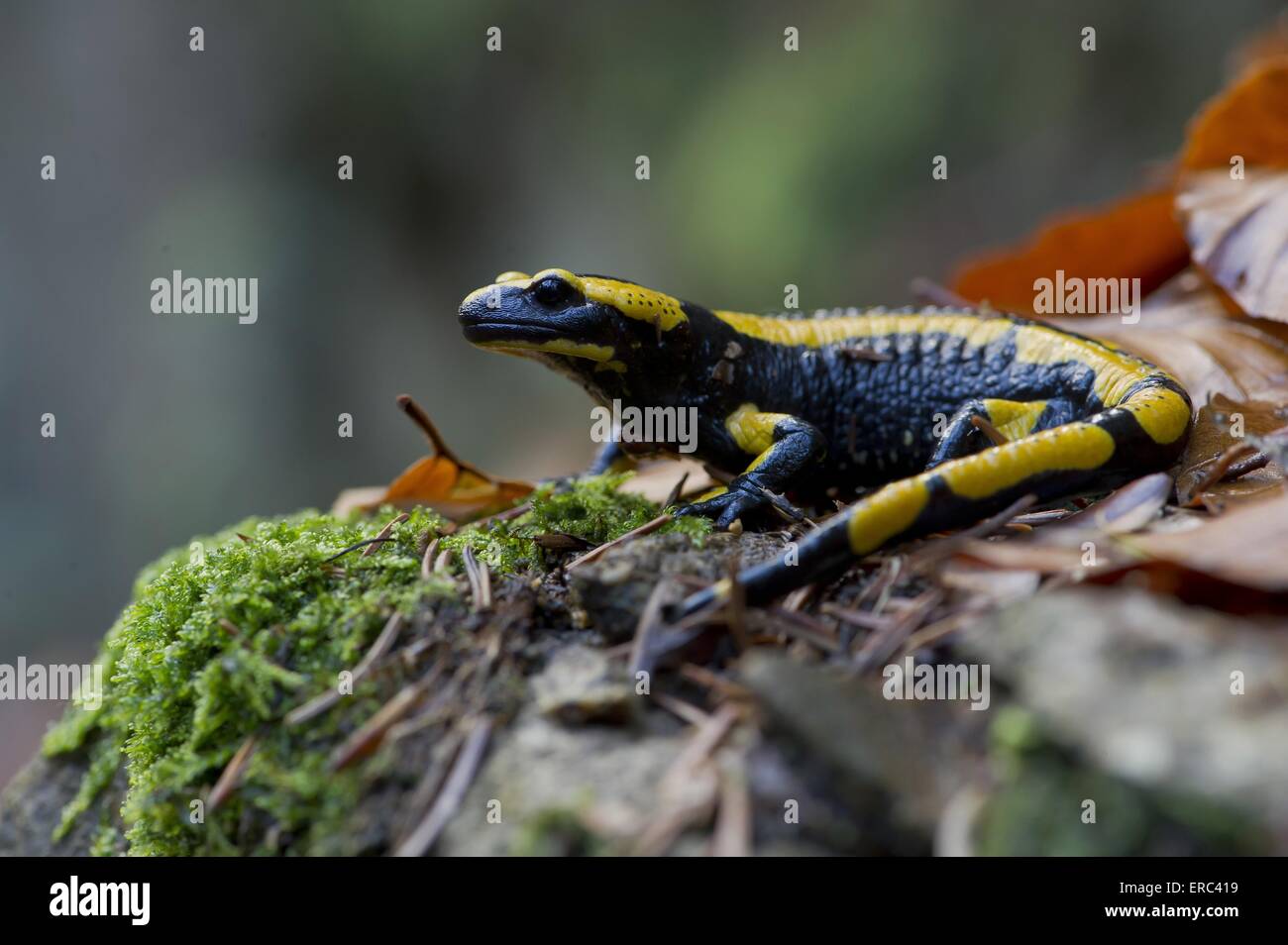 Salamandra pezzata Foto Stock