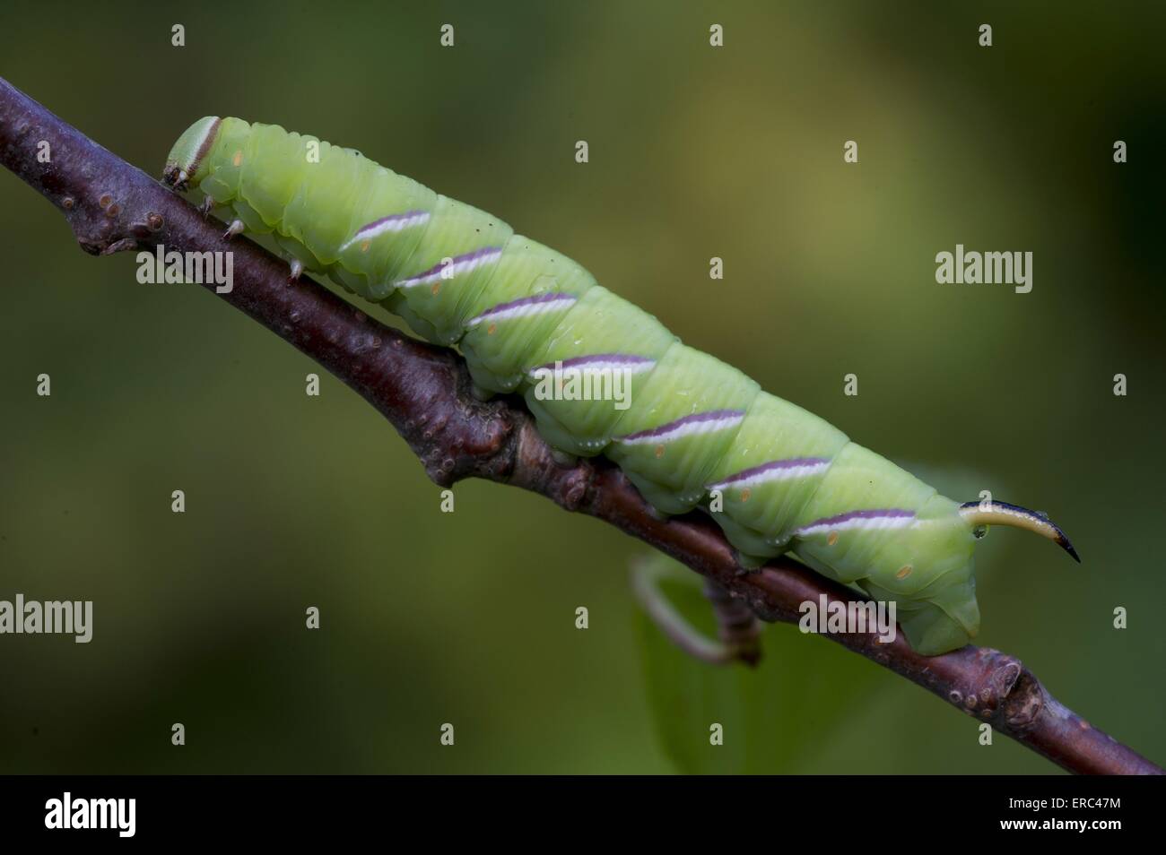 Lime hawkmoth grub Foto Stock
