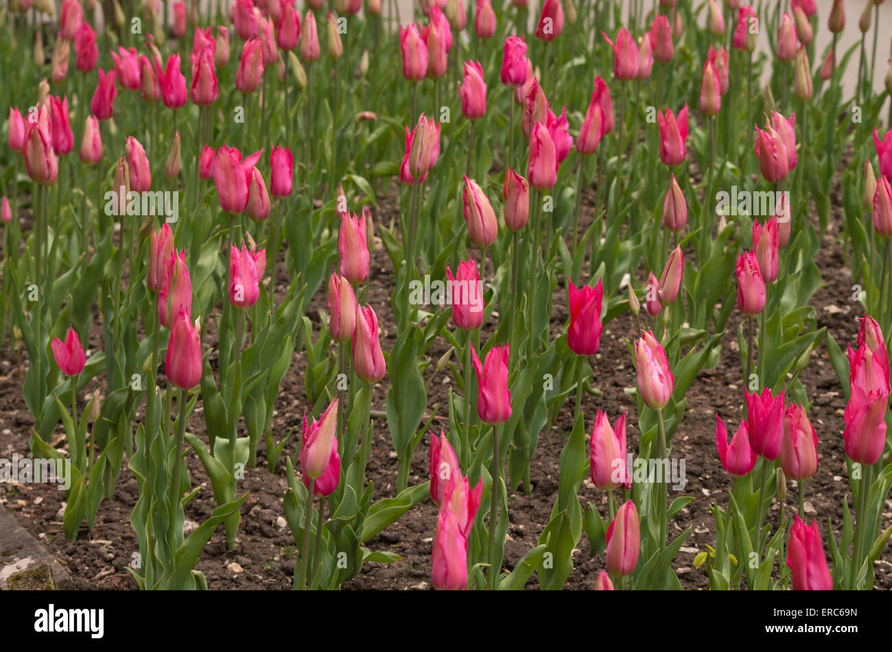 Mariette tulipano Foto Stock