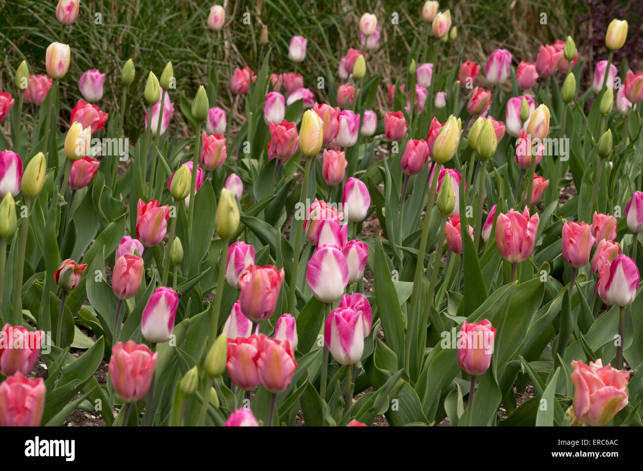 Tulipani Mixed Foto Stock