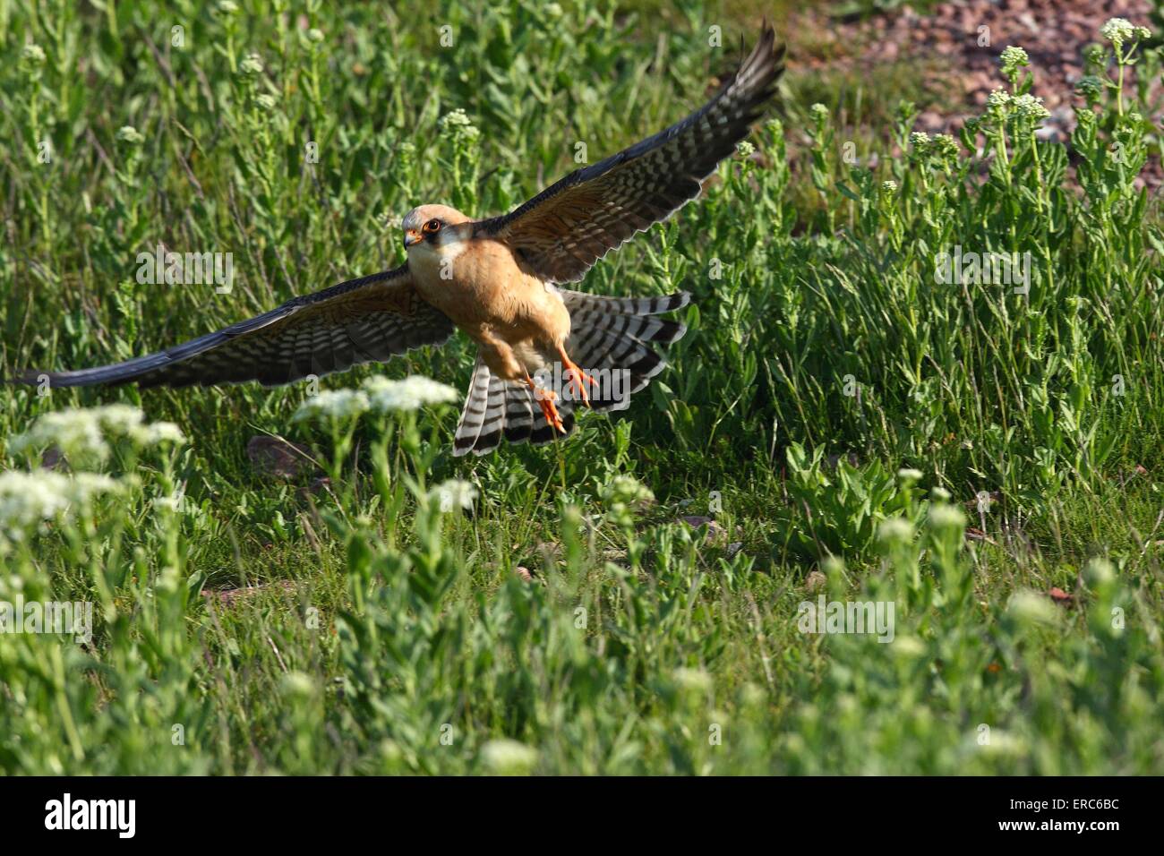 Rosso-footed falcon Foto Stock