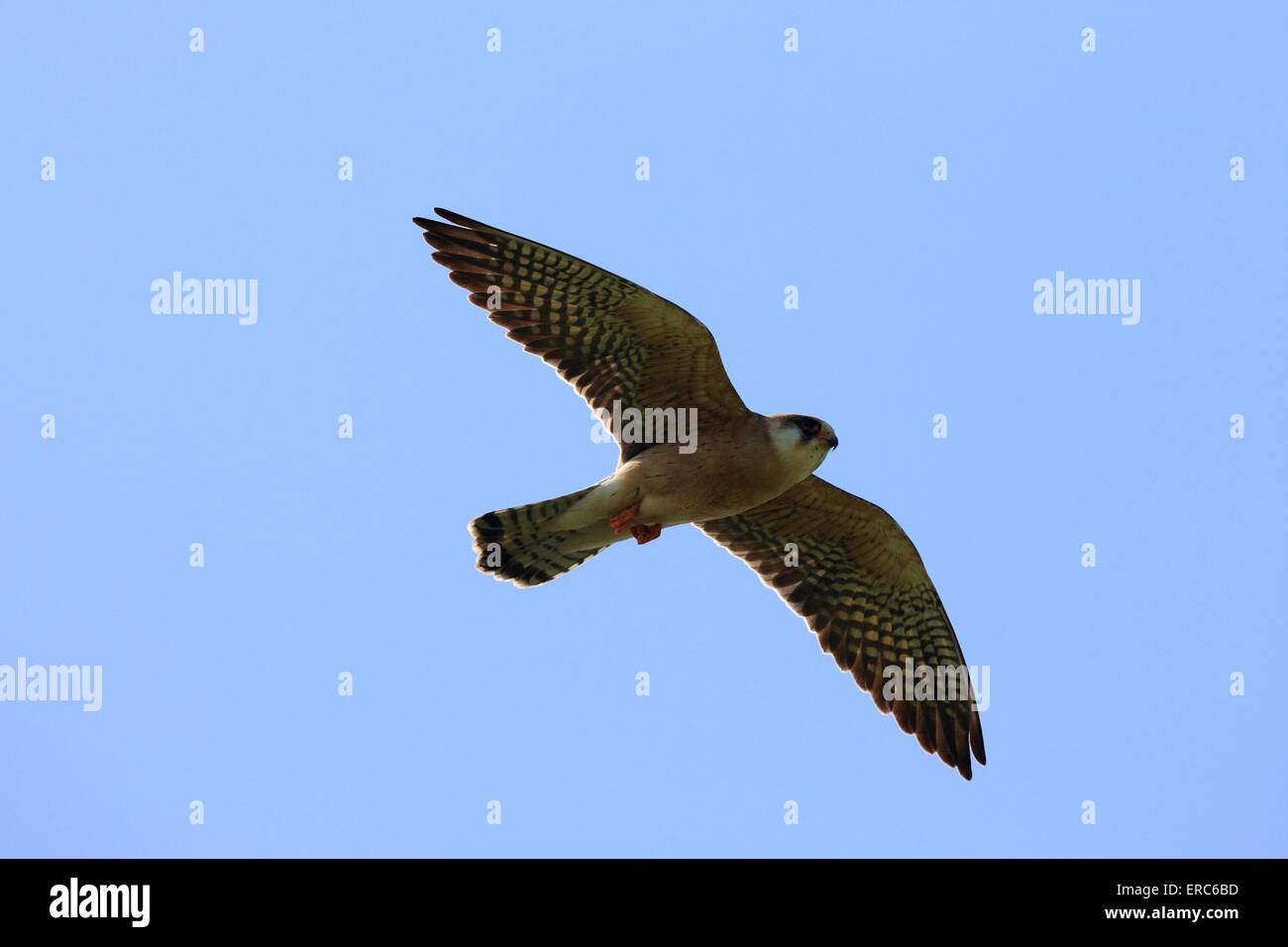 Rosso-footed falcon Foto Stock