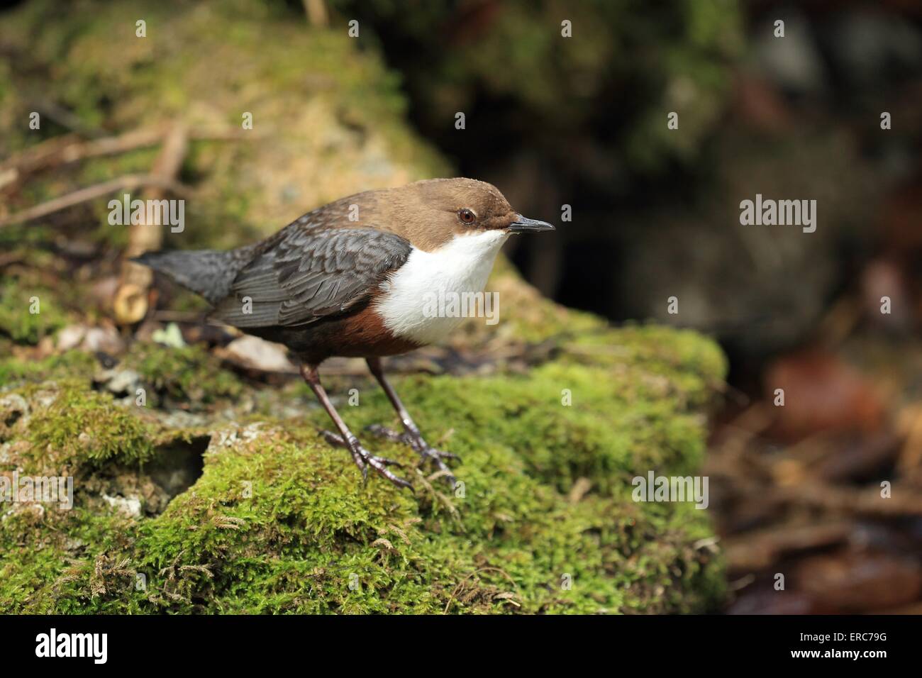 Merlo acquaiolo comune Foto Stock