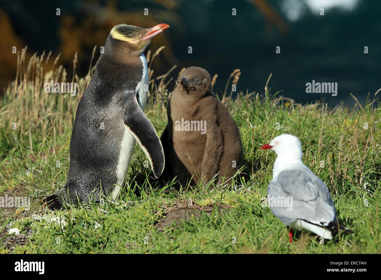 Giallo-eyed pinguini Foto Stock
