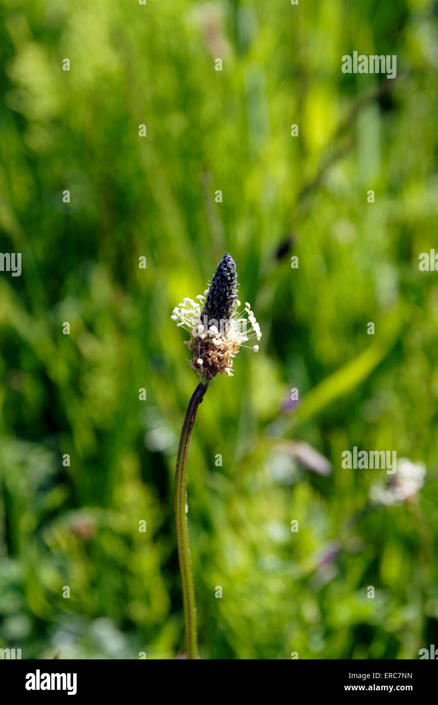 Ribwort piantaggine lanceolata planzago Foto Stock