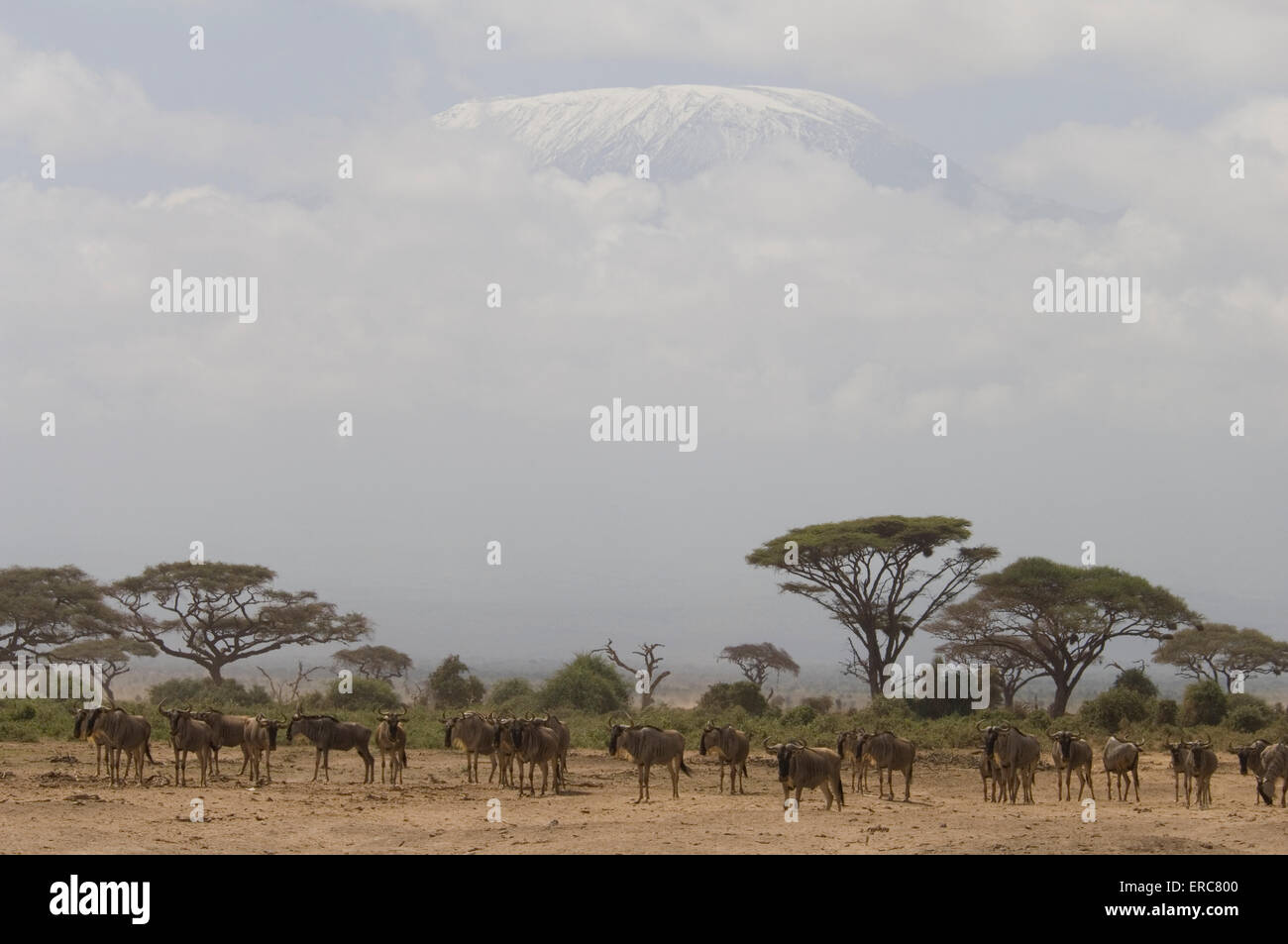 Mandria di GNU IN PIANURA CON MT. Vertice di Kilimanjaro sopra le nuvole Foto Stock