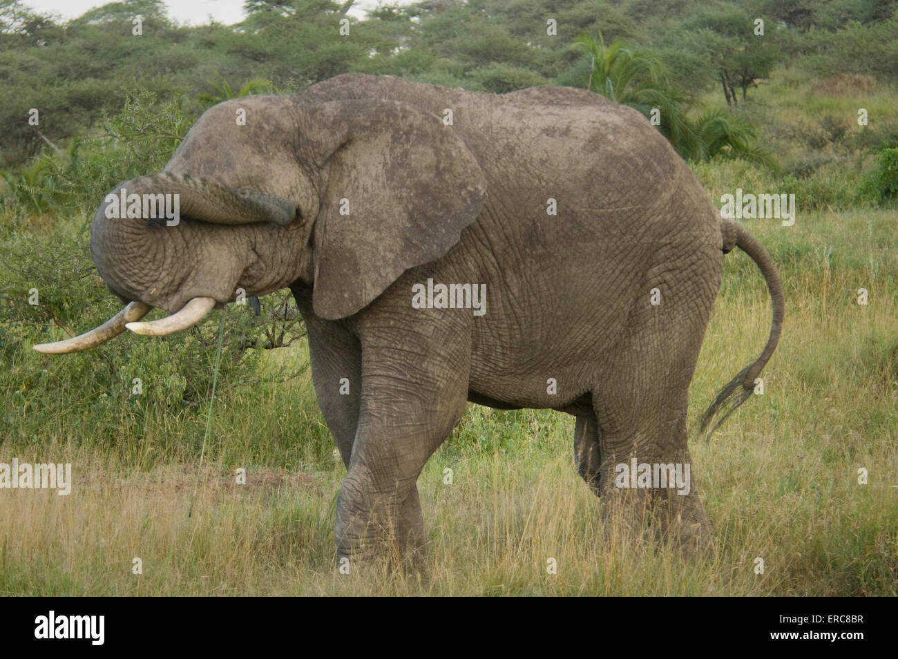 Alimentazione di elefante nel lussureggiante verde che copre la sua gli occhi con il suo tronco Foto Stock