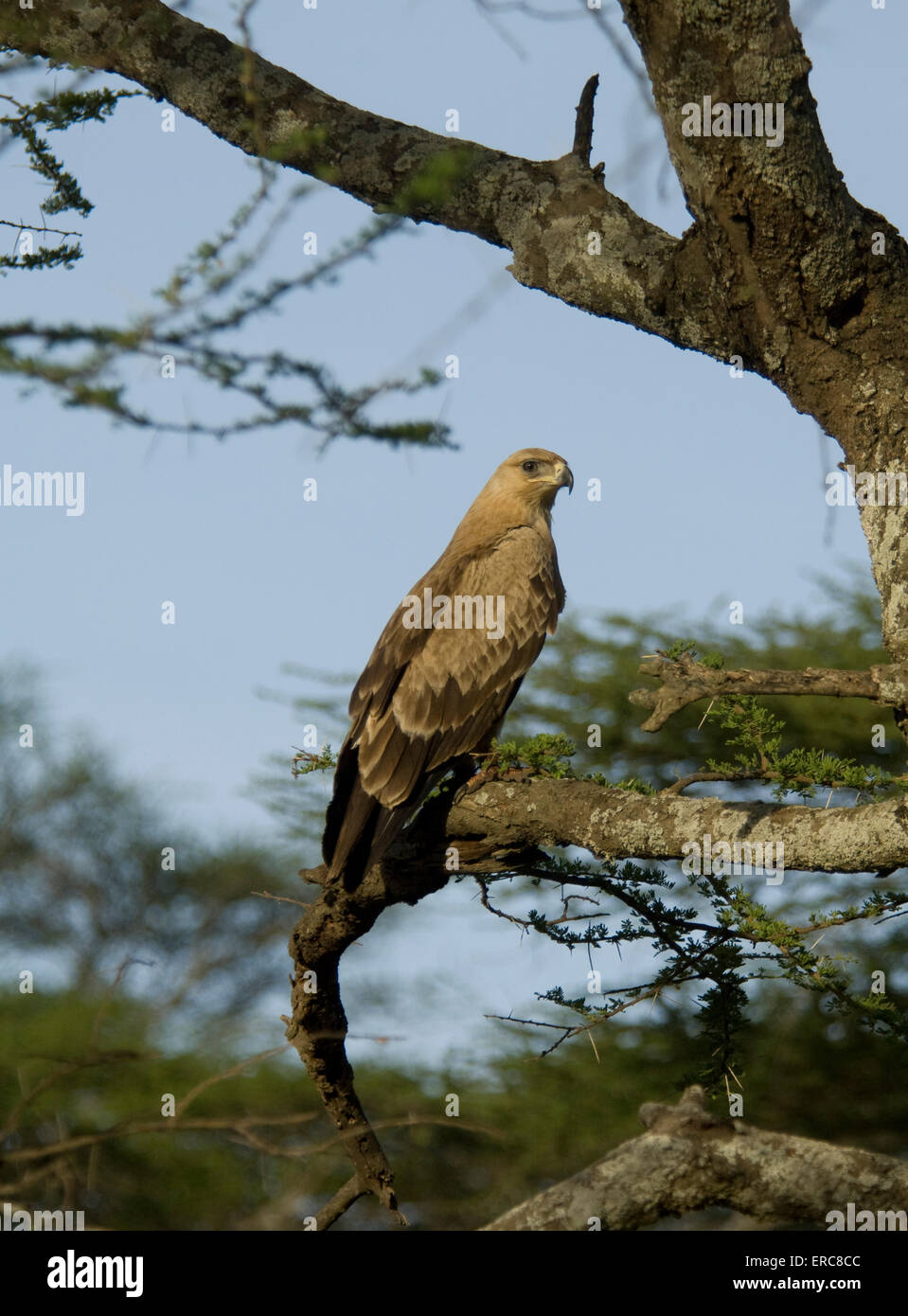 Bruno EAGLE arroccato nella struttura ad albero Foto Stock