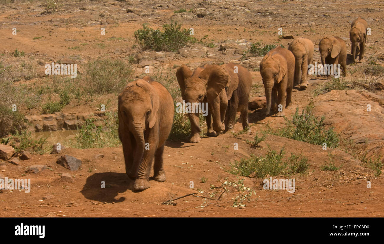 Gli elefanti ORFANI A PIEDI IN LINEA AL DAVID SHELDRICK WILDLIFE TRUST Foto Stock