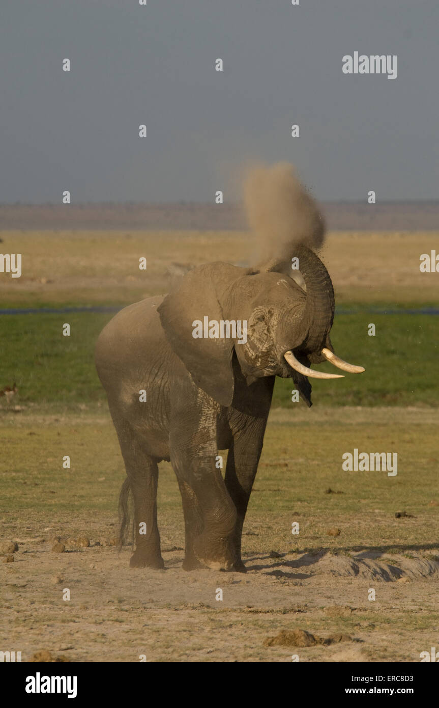 WET ELEPHANT spolvero per la protezione dagli insetti parassiti e SUN Foto Stock