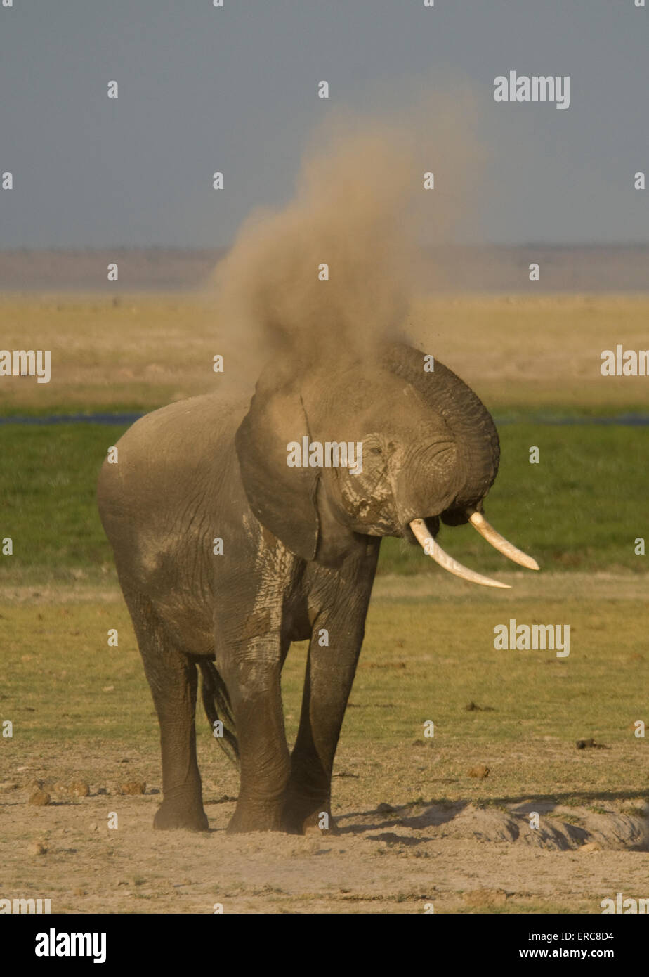 La formazione di polvere di elefante Foto Stock