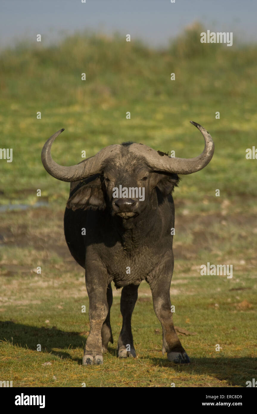 Capo Testa di Buffalo-ON Foto Stock