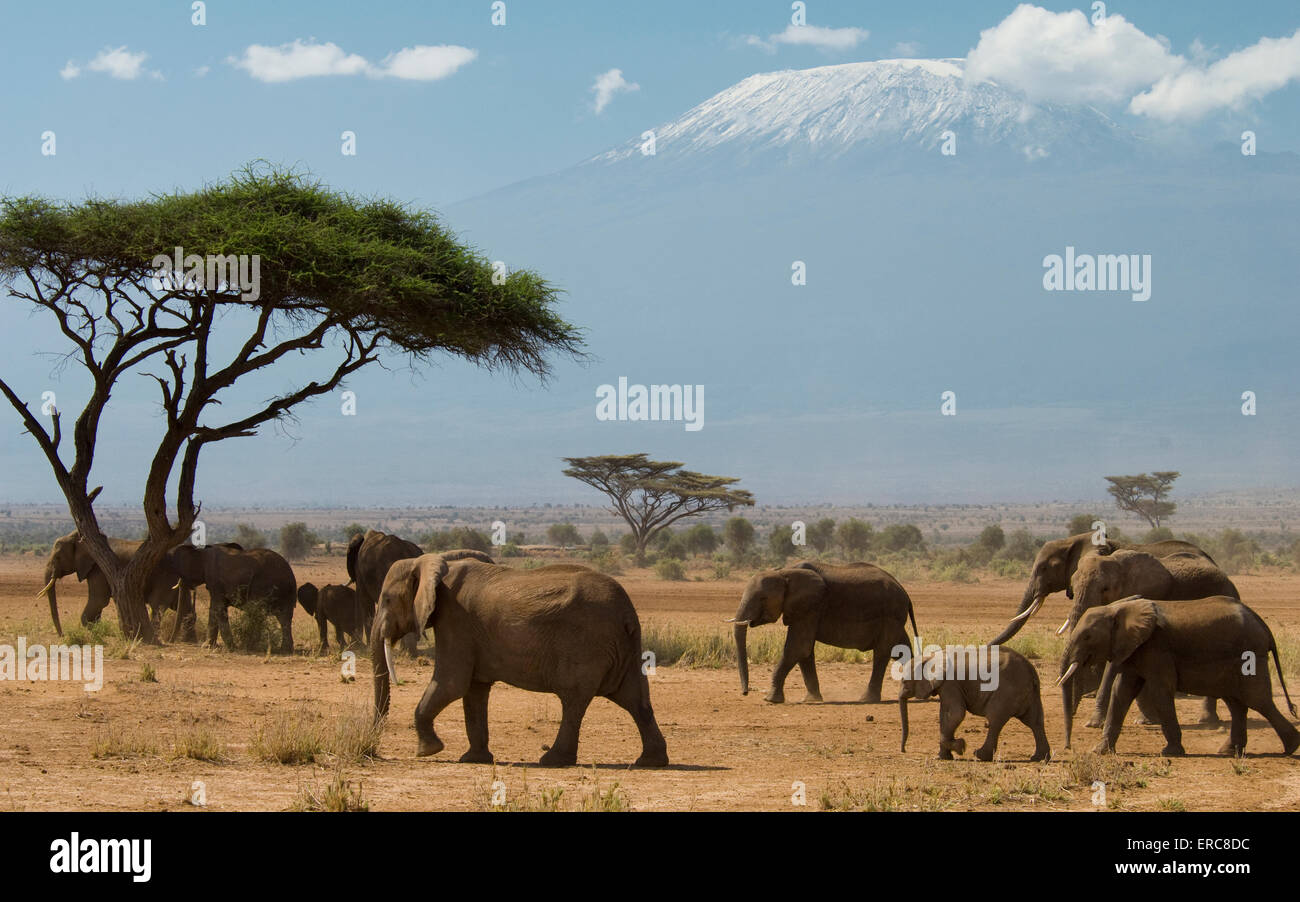 Una mandria di elefanti a piedi nella pianura con MT. KILIMANJARO IN BACKGROUND Foto Stock