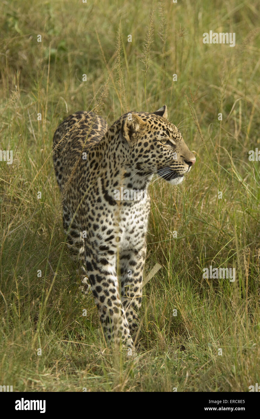 LEOPARD camminando in erba alta Foto Stock