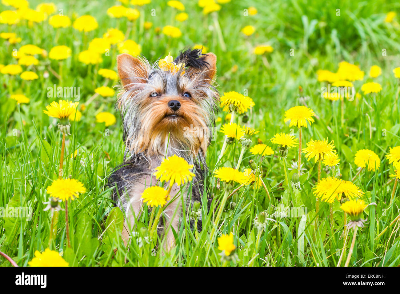 Filato york terrier sul prato selvatico con tarassaco Foto Stock