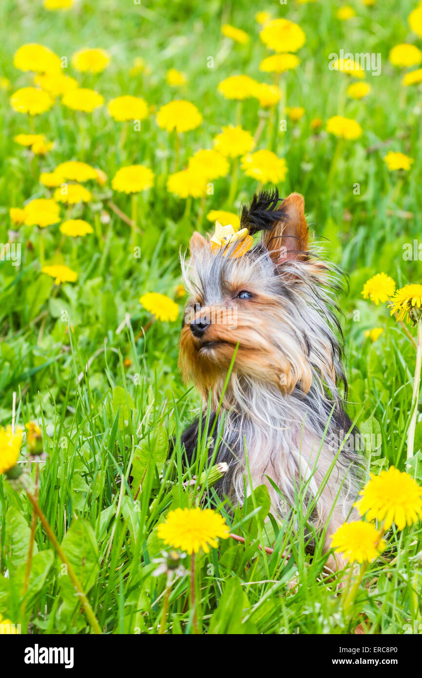 Filato york terrier sul prato selvatico con tarassaco Foto Stock