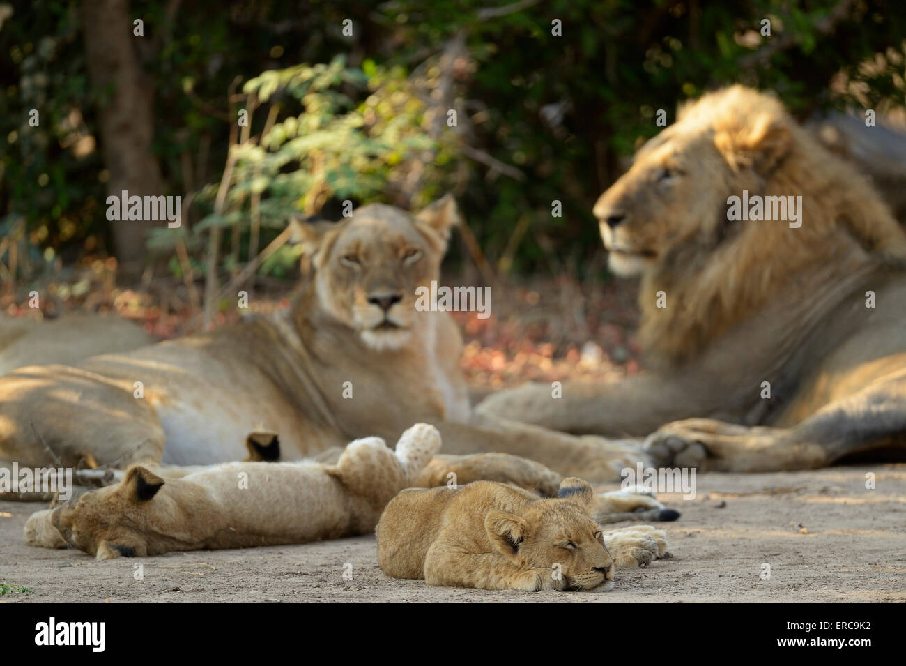 I Lions (Panthera leo), lion family, maschi e femmine, in appoggio con i cuccioli, Lower Zambezi National Park, Zambia Foto Stock