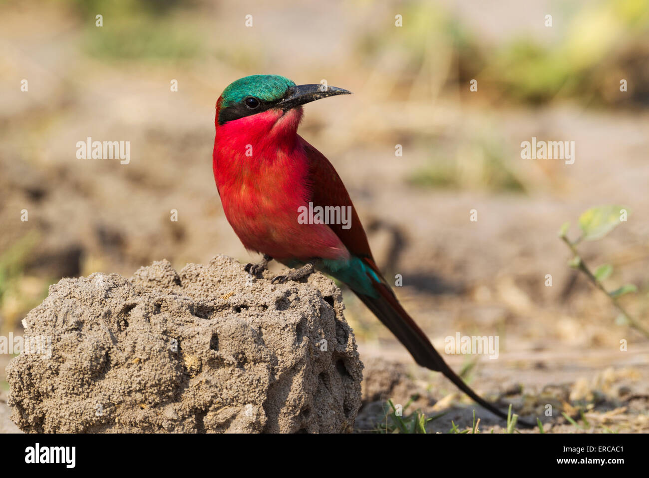 Southern Carmine Bee-Eater (Merops nubicoides), Chobe National Park, Botswana Foto Stock