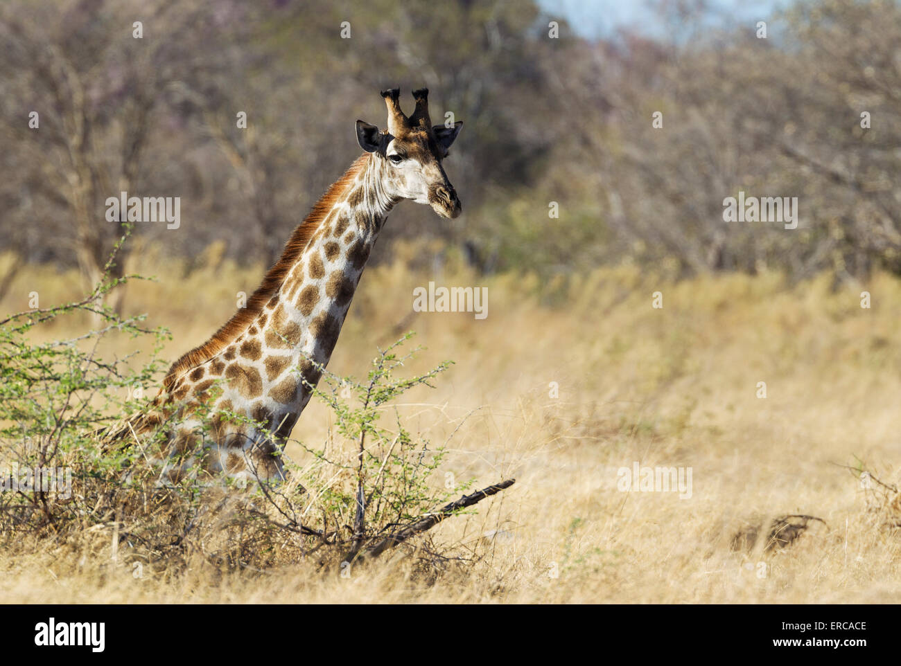Giraffa meridionale (Giraffa camelopardalis giraffa), riposo maschio, Okavango Delta, Moremi Game Reserve, Botswana Foto Stock