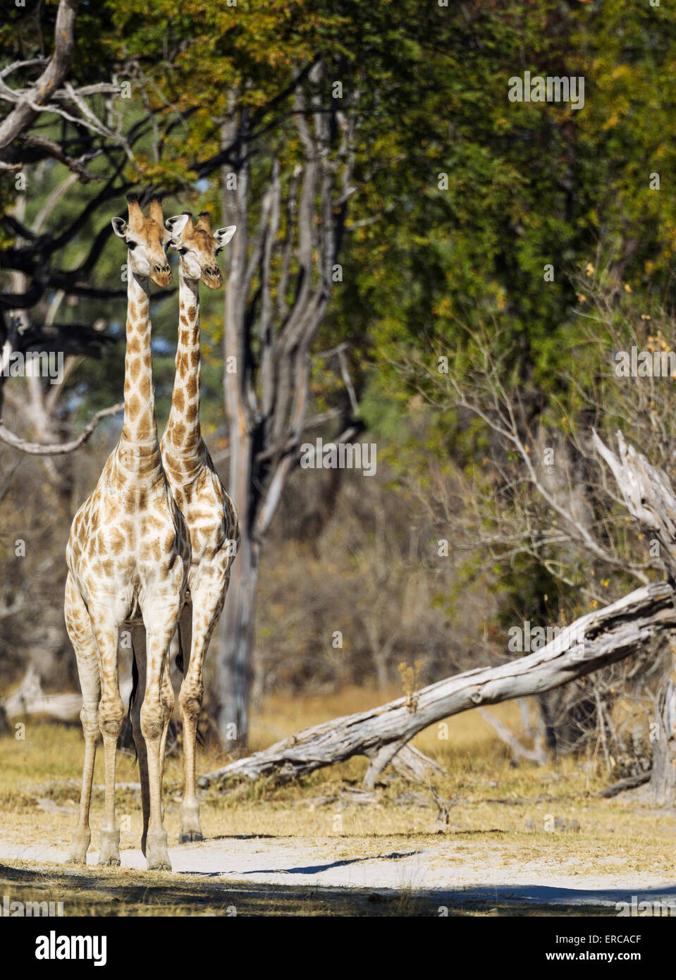 Giraffa meridionale (Giraffa camelopardalis giraffa), a osservare con attenzione, Okavango Delta, Moremi Game Reserve, Botswana Foto Stock