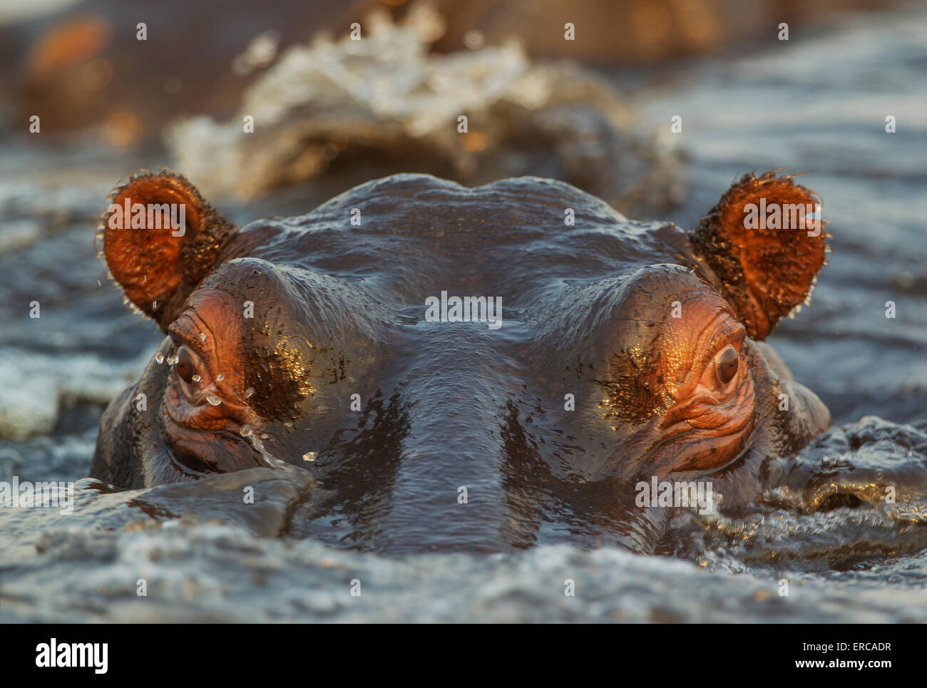 Ippopotamo (Hippopotamus amphibius) nell'acqua, close-up, nel Chobe River, Chobe National Park, Botswana Foto Stock