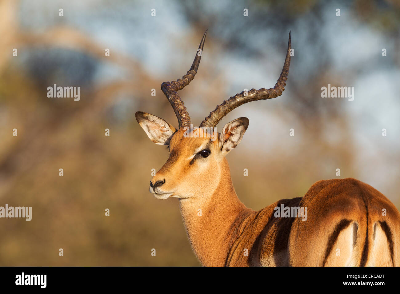Impala (Aepyceros melampus), maschio, Okavango Delta, Moremi Game Reserve, Botswana Foto Stock