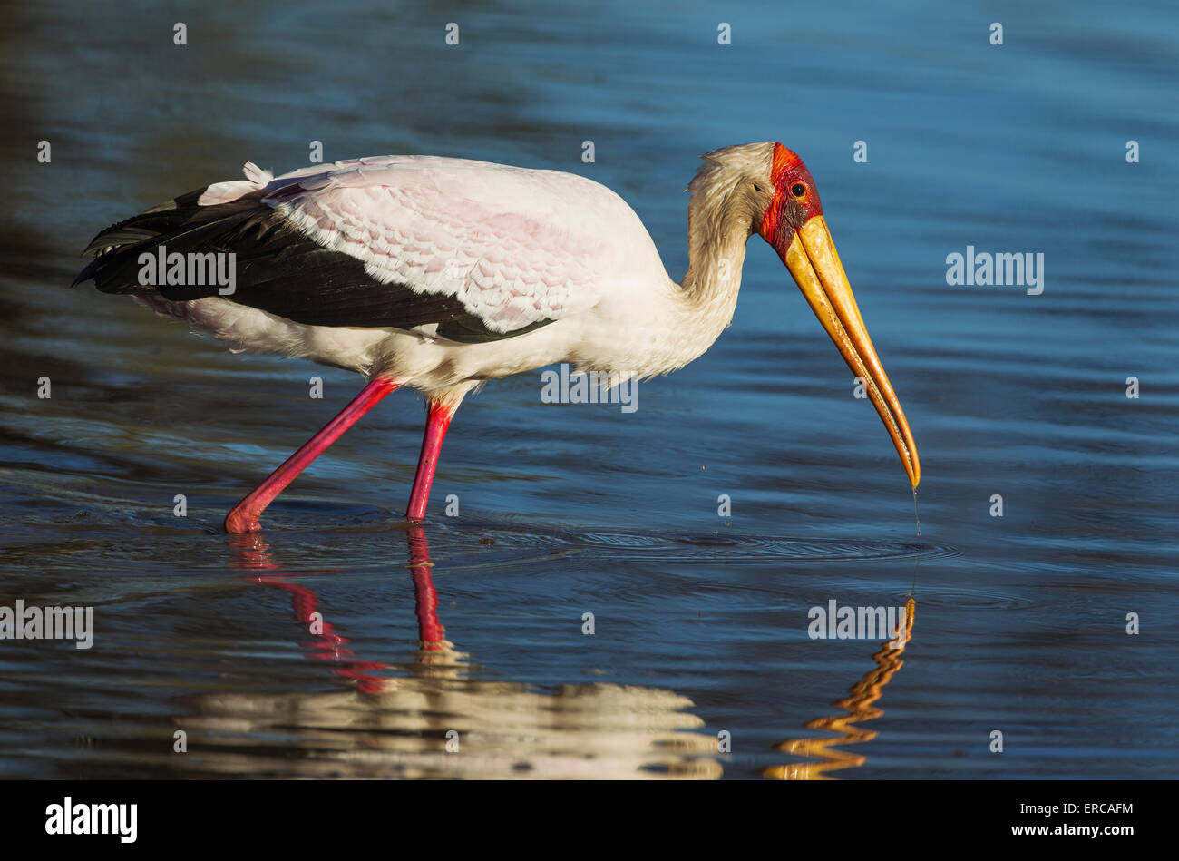 Giallo-fatturati Stork (Mycteria ibis), la caccia in un pool, Okavango Delta, Moremi Game Reserve, Botswana Foto Stock