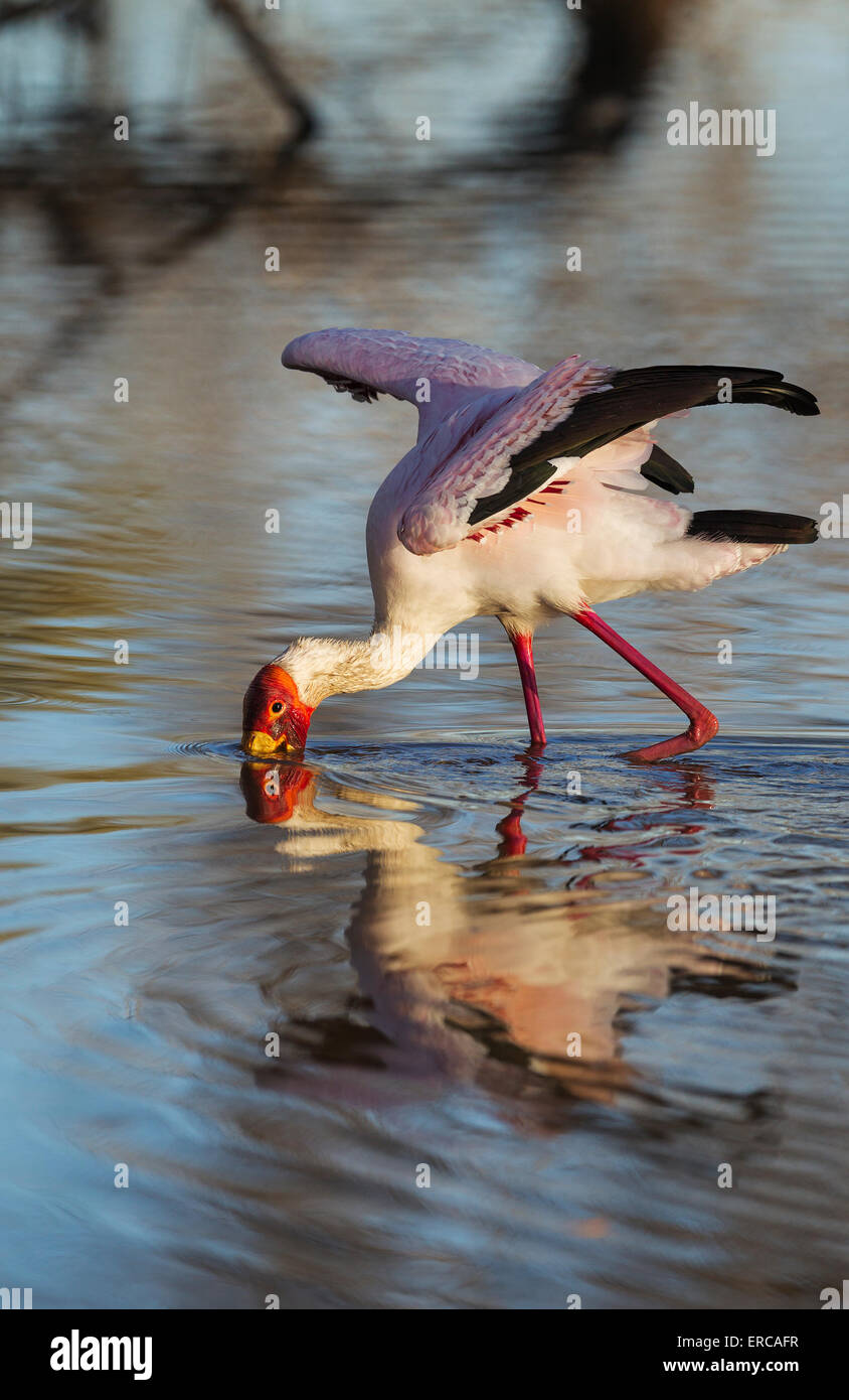 Giallo-fatturati Stork (Mycteria ibis), la caccia in un pool con le sue ali aperte, Okavango Delta, Moremi Game Reserve, Botswana Foto Stock