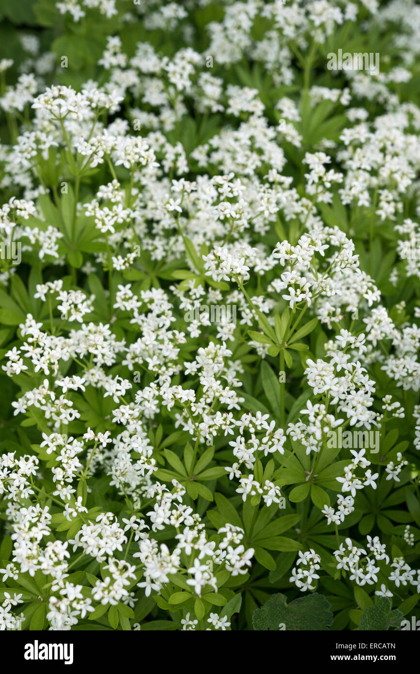Linguetta a disco (Galium Odoratum) con fiori di colore bianco e vortici di foglie verdi in primavera. Foto Stock