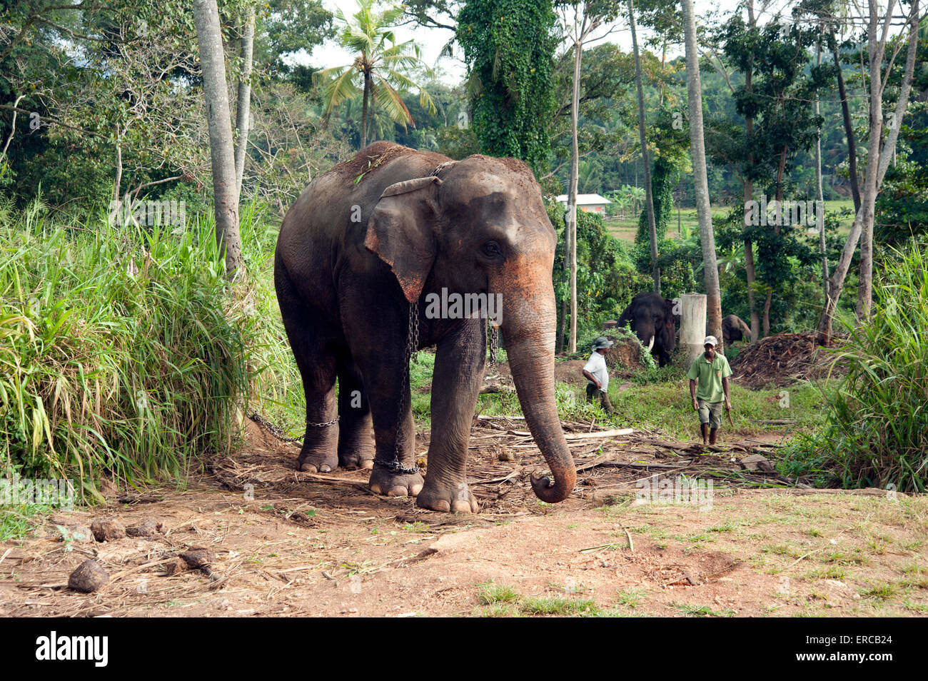 Un grande maschio elefante e mahouts a Pinnewala l'Orfanotrofio degli Elefanti di Kandy Sri Lanka Foto Stock