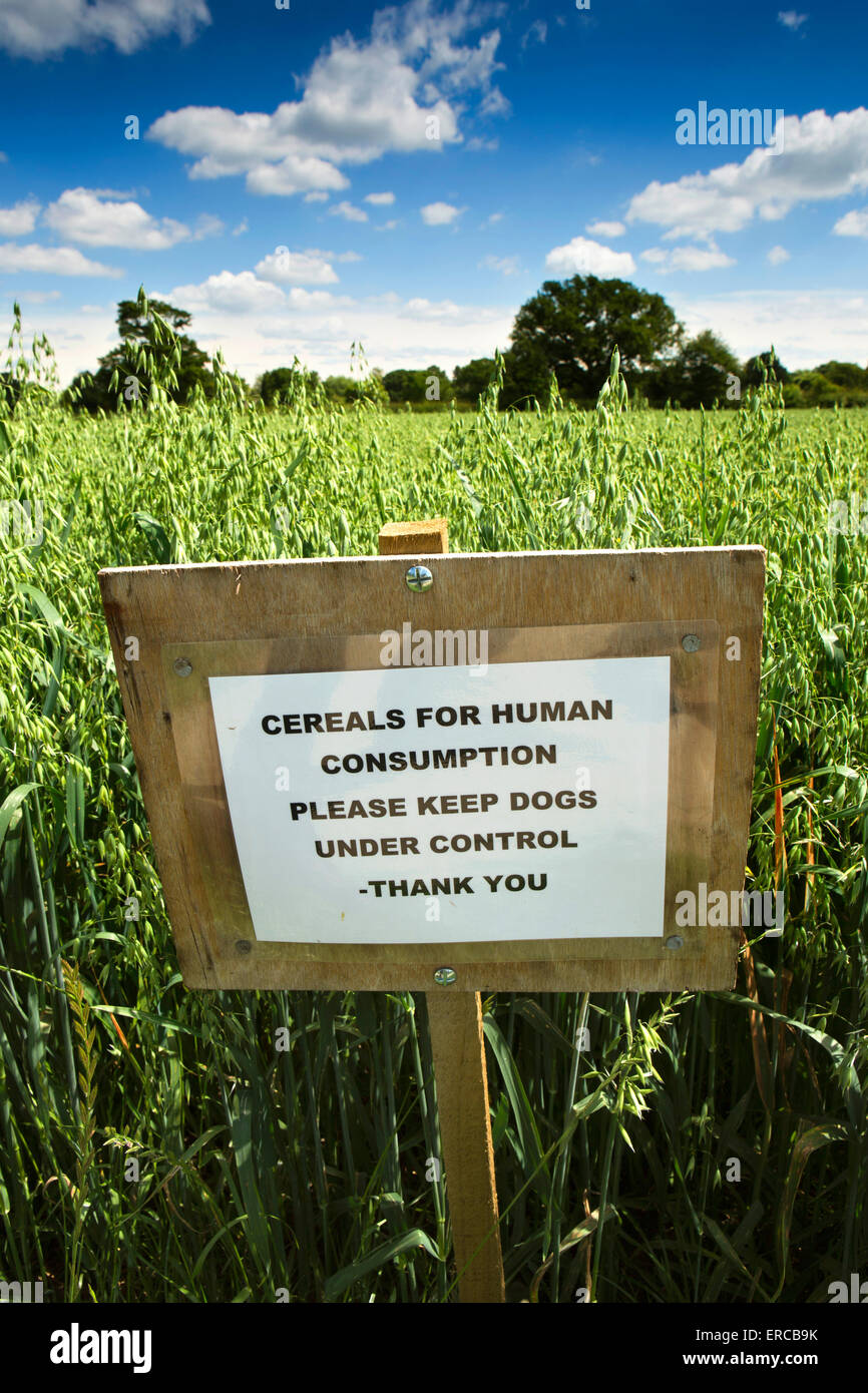 Regno Unito, Inghilterra, Cheshire, Styal, mantenendo il segno del visitatore di cani lontano da oat colture accanto al sentiero Foto Stock