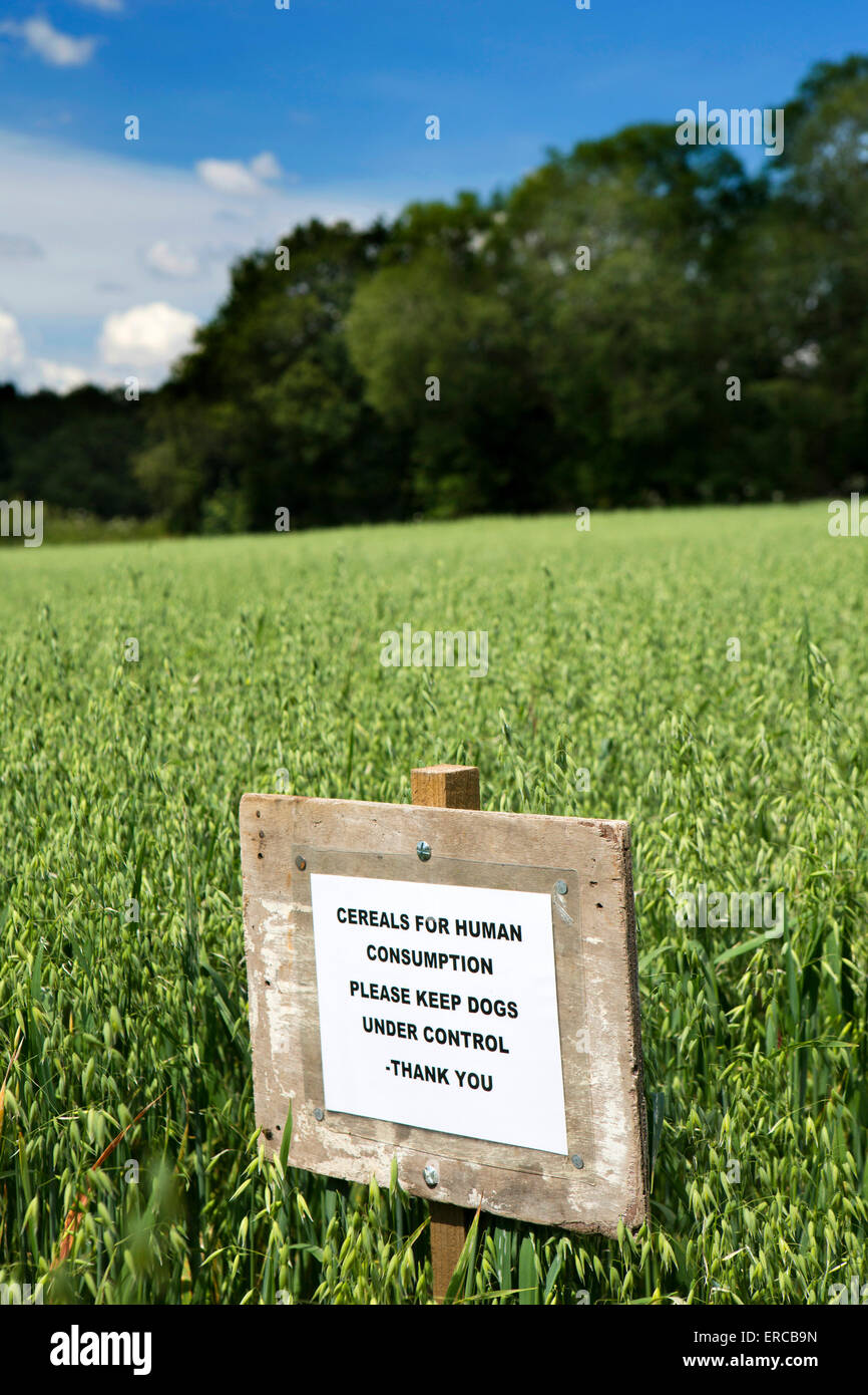 Regno Unito, Inghilterra, Cheshire, Styal, mantenendo il segno del visitatore di cani lontano da oat colture accanto al sentiero Foto Stock