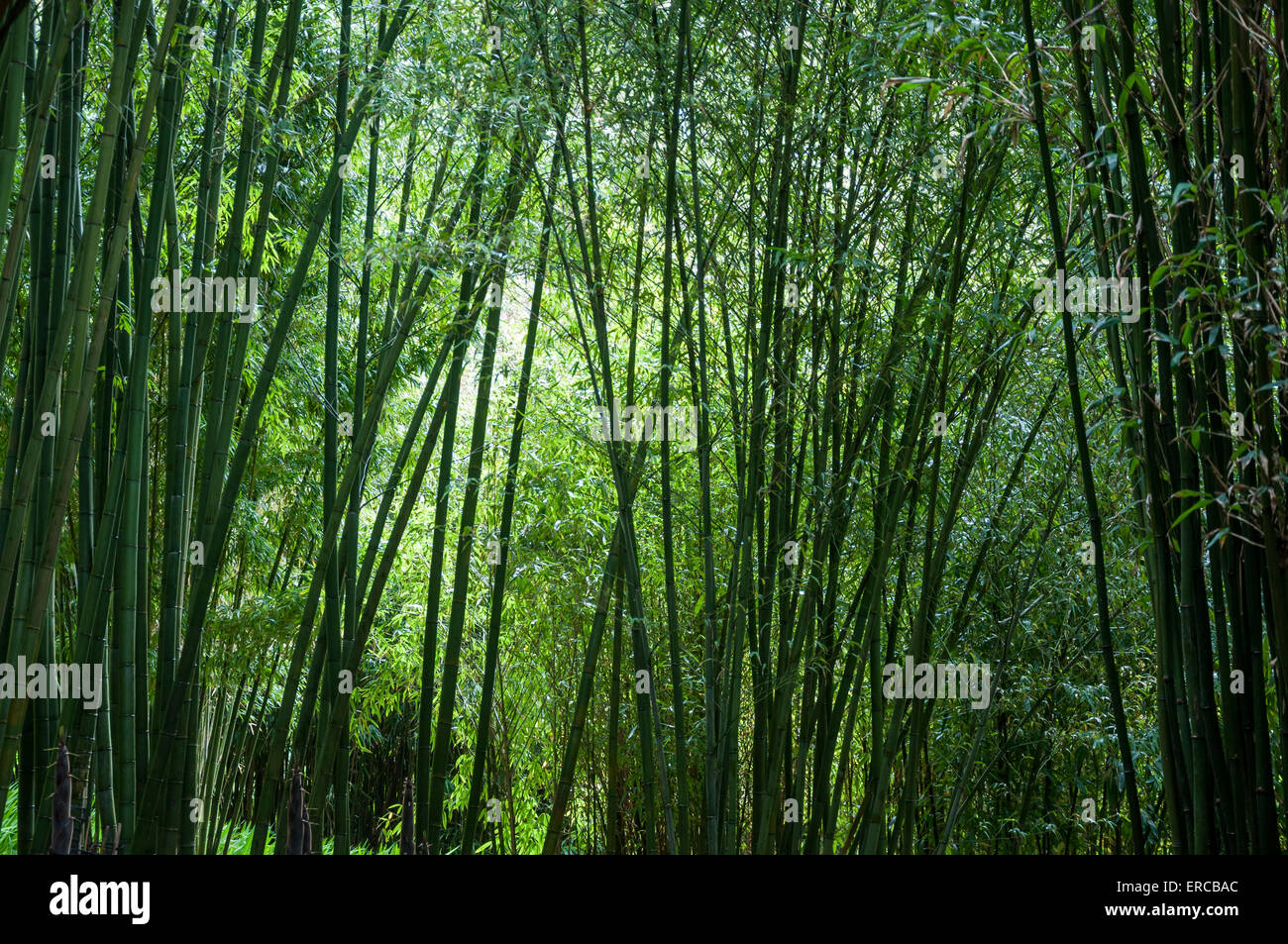 Soffusa di verde e di canne di bambù in un giardino della Cornovaglia. Foto Stock