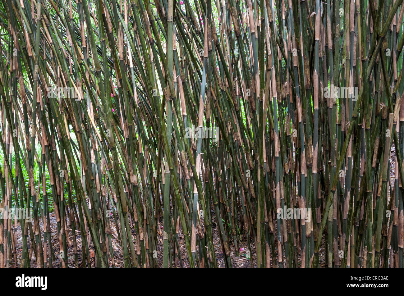 Una moltitudine di steli di bambù. Foto Stock
