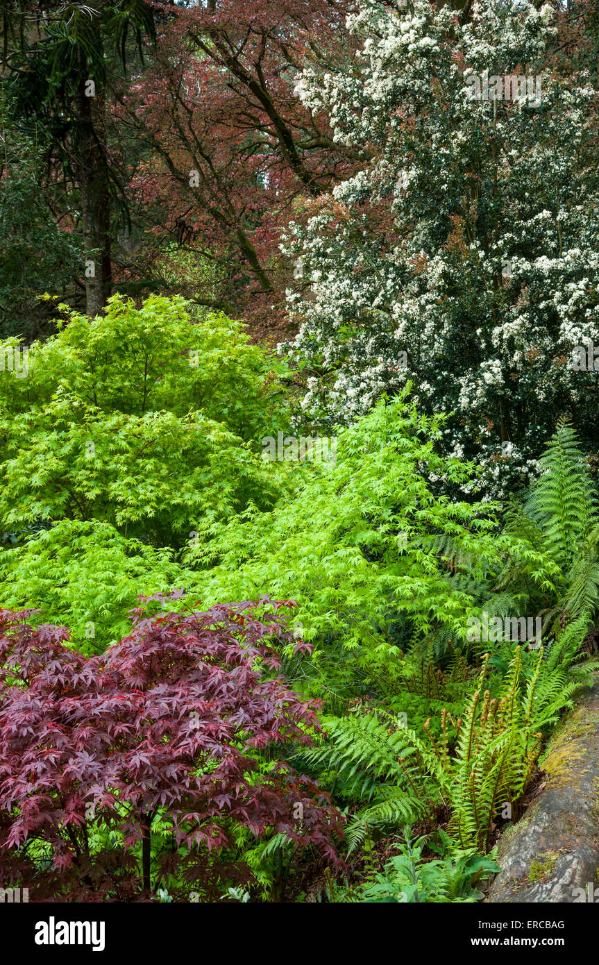 La molla arbusti nei giardini di Trebah vicino a Falmouth in Cornovaglia. Foto Stock