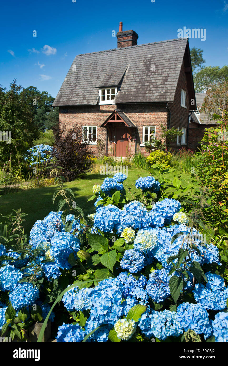 Regno Unito, Inghilterra, Cheshire, Styal, Azienda agricola piegare e colorati di blu ortensie in giardino cottage Foto Stock