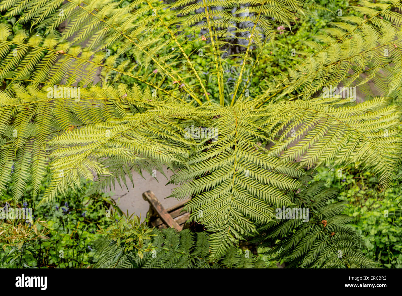 Elevato angolo di visione su una palma nel giardino di cava a Standen House, East Grinstead West Sussex, in Inghilterra, Regno Unito. Foto Stock