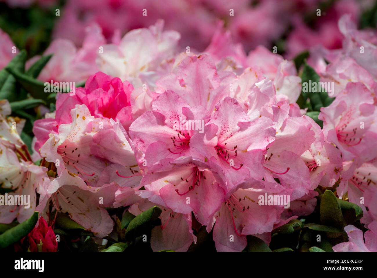 Fioritura di rododendro Foto Stock