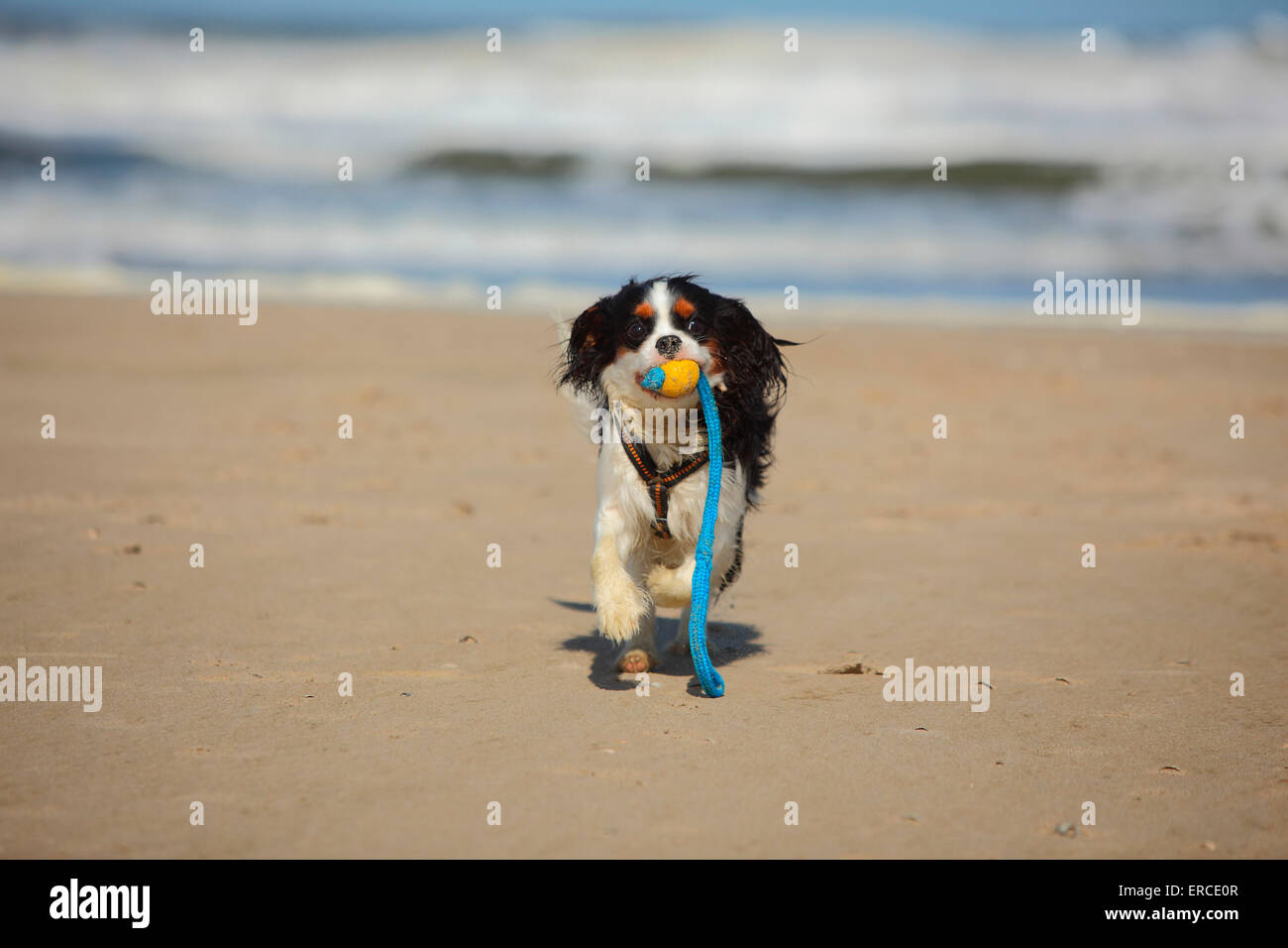 Cavalier King Charles Spaniel, maschio, 9 mesi, tricolore, Texel, Paesi Bassi|Cavalier King Charles Spaniel, Jungruede, tricolore Foto Stock