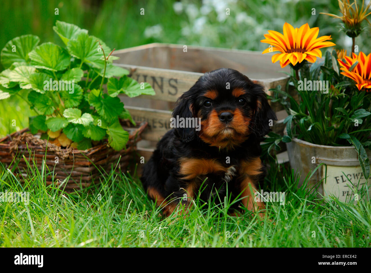Cavalier King Charles Spaniel, cucciolo, nero-e-tan, 6 settimane|Cavalier King Charles Spaniel, Welpe, nero-e-tan, 6 Wochen Foto Stock