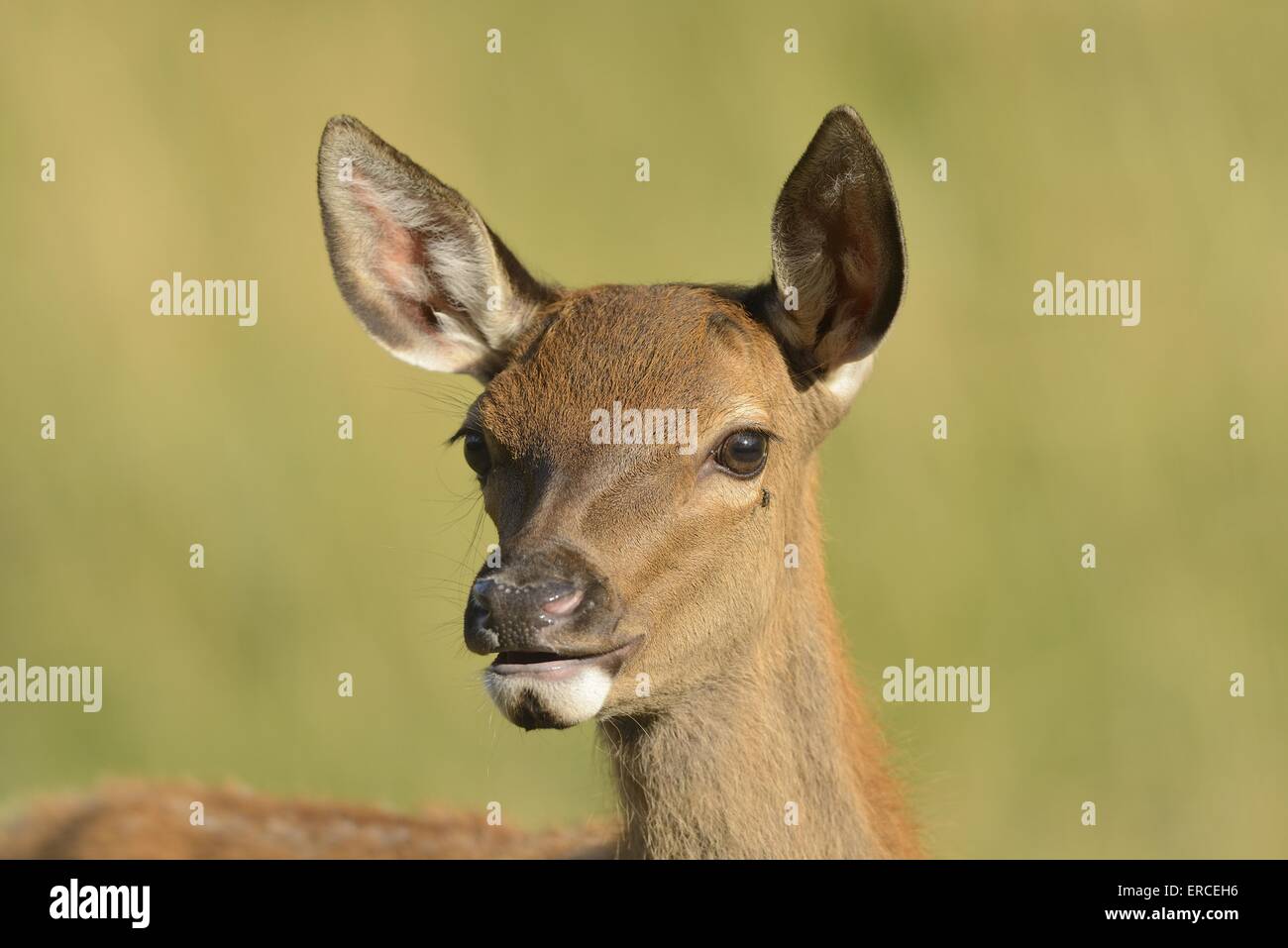 Red deer Foto Stock