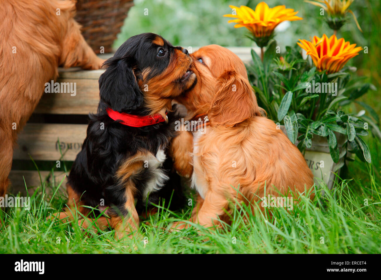 Cavalier King Charles Spaniel, cuccioli, nero-e-tan e ruby, 6 settimane|Cavalier King Charles Spaniel, Welpen, nero-e-tan und Foto Stock